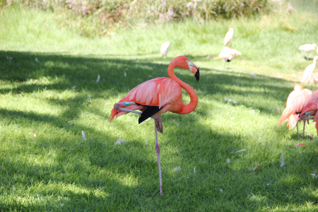 Stelzenläufer, Ibisse, Flamingos