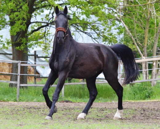 Dr. Weyrauch Konstruktur vet 1,5 kg - bei Sehnen-, Bänder- und Gelenkschädigungen