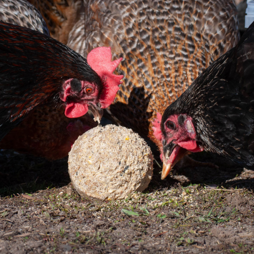 Eggersmann  Körnerpick Hühner-Kugel XXL ohne Netz - spielerische Futter-Beschäftigung