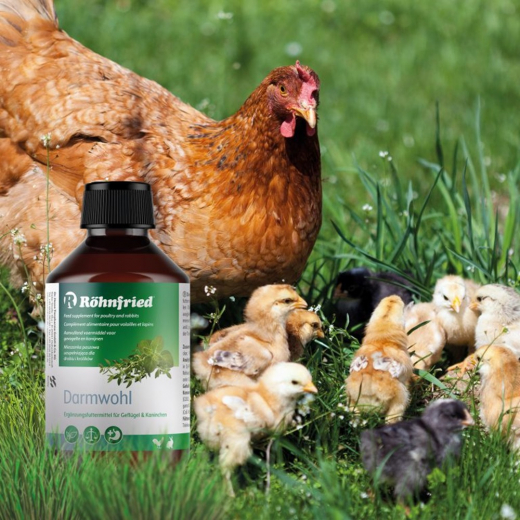 Röhnfried Darmwohl 500 ml zum Ausgleich von Mangelerscheinungen