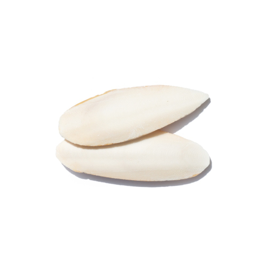 Agrobs Testudo Sepiaschalen, 15-20 cm, 2 Stück