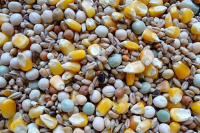 Havens 4-Saisonfutter 25 kg