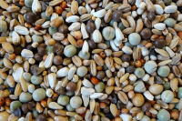 Havens Allround Junior Zucht 20 kg