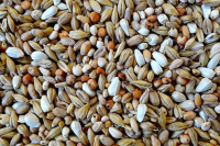 Havens Saeuberungsfutter 20 kg