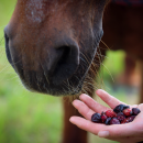 Stiefel Hagebutte, ganze Früchte 2,5 kg