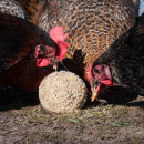 Eggersmann  Körnerpick Hühner-Kugel XXL ohne Netz - spielerische Futter-Beschäftigung