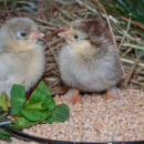 Eggersmann Körnerpick Küken-Starter Pellets 2 mm, 25 kg