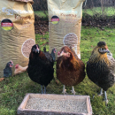 Eggersmann Körnerpick Legehennen Pellets Oregano 25 kg, 3 mm