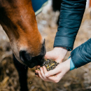 Eggersmann Green Power 20 kg - für Sport- & Zuchtpferde geeignet