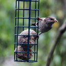 Volaris Körnerkugel ohne Netz-Vollkorn 30er Eimer für alle Vogelarten