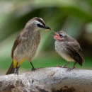 Volaris Mehlwürmer getrocknet 900 gramm Eimer