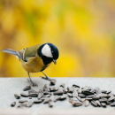 Volaris Sonnenblumenkerne 1 kg Beutel für alle Vogelarten