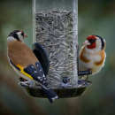 Volaris Sonnenblumenkerne 15 kg Sack für alle Vogelarten