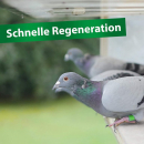 Röhnfried BT Amin forte 1 Liter für mehr Muskelkraft