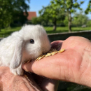 Eggersmann Gersteflocken 15 kg