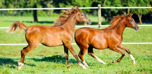 Dr. Weyrauch Nr 4 Goldwert 1 kg - gegen Spurenelemente Mangel bei Pferden